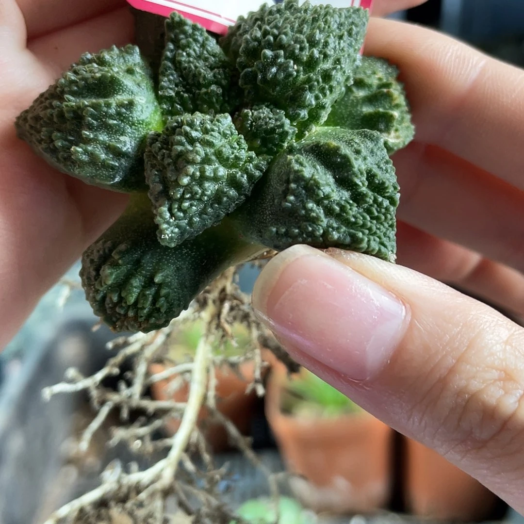 5号自根哥斯拉牡丹5cm