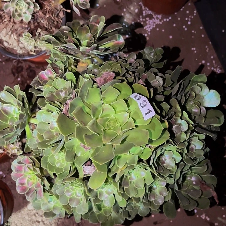 091妖月多肉植物不售后中班