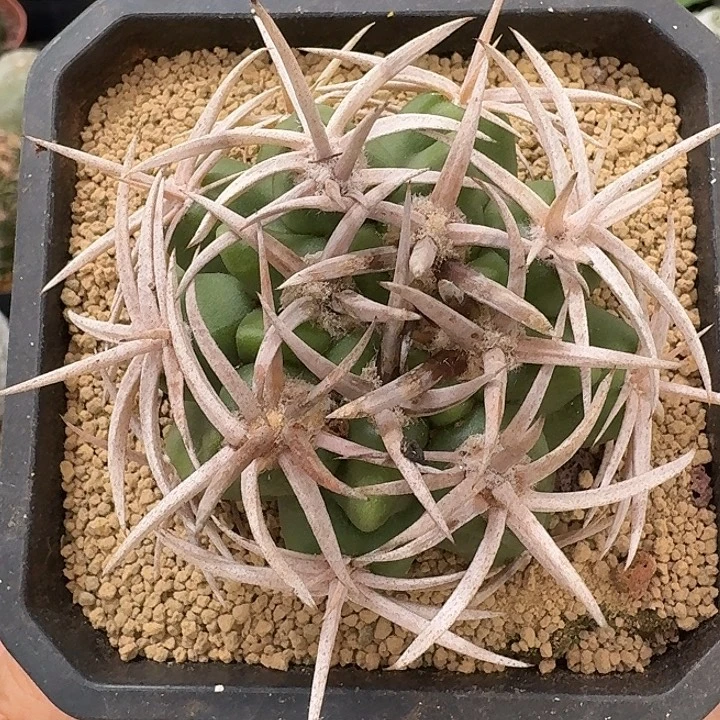 71碧岩玉仙人球12