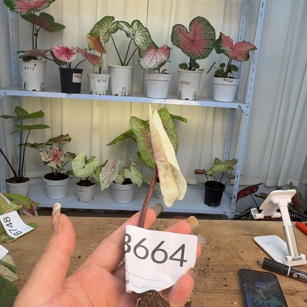 无花朵丹霞球  1.5-2福利不售后 B664