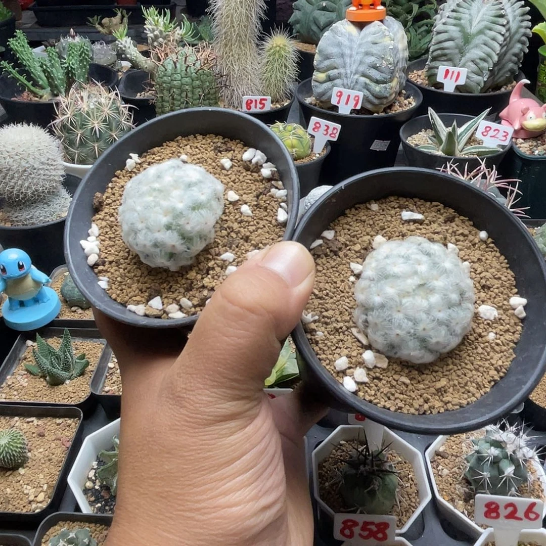 小***星粉丝专拍仙人球2颗