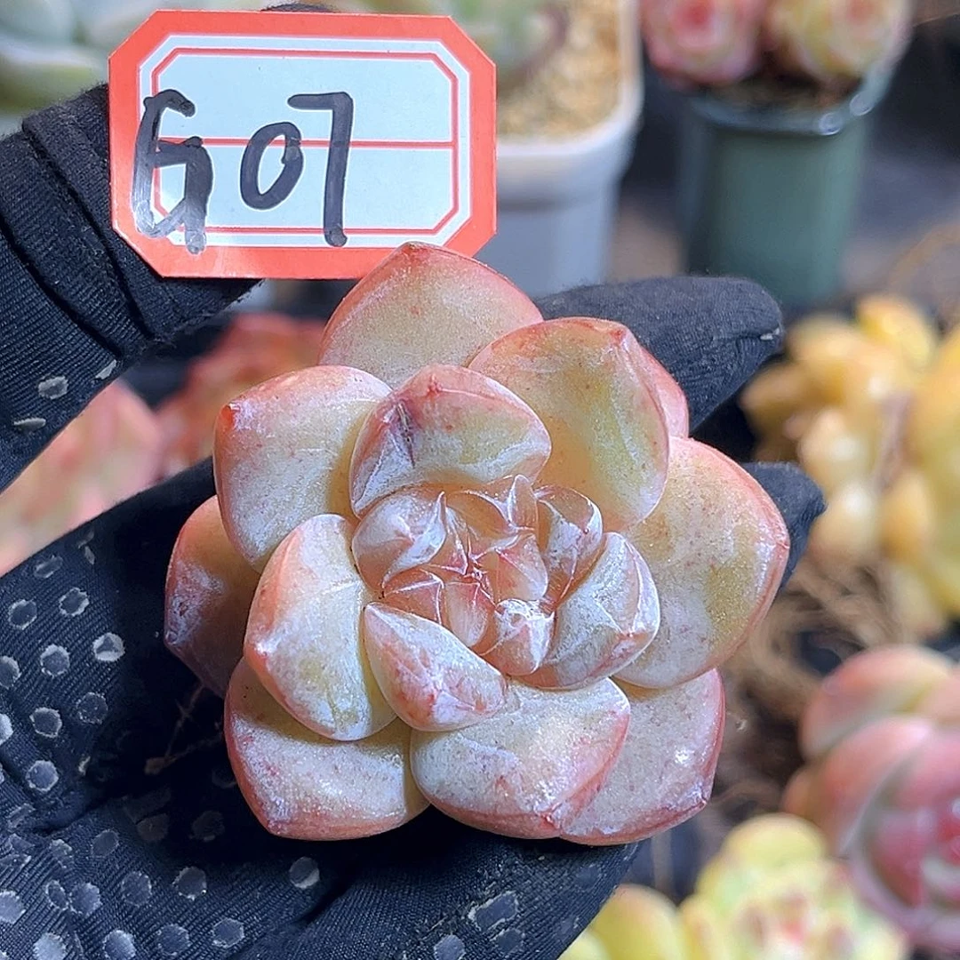 G07 一物一拍 珍妮孤品