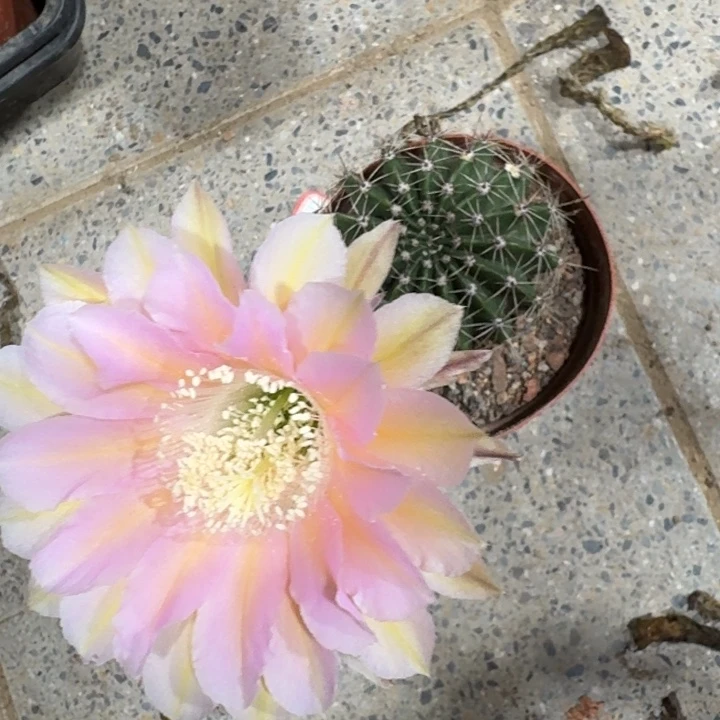 260彩草根掰花脱土发货斑软