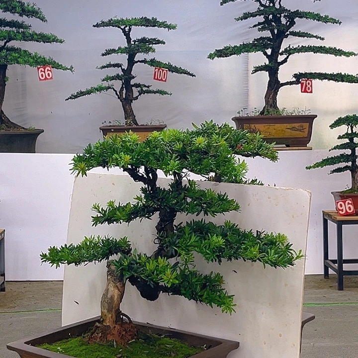 不开花植物罗汉松带盆