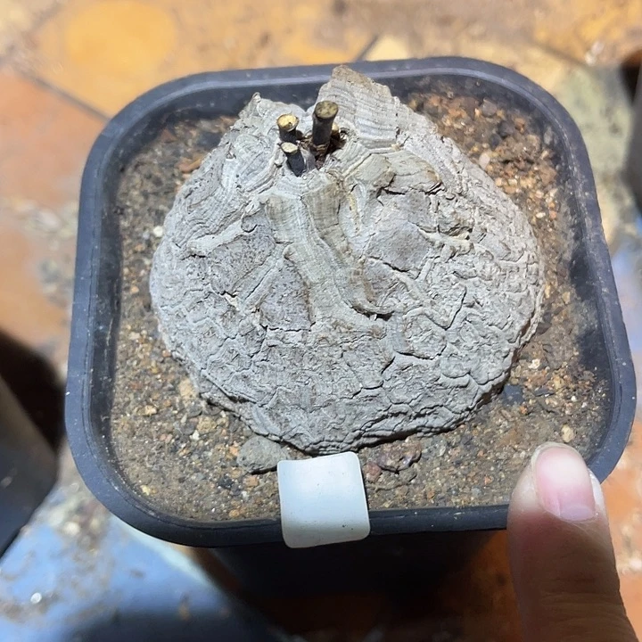 满38包邮2天凑单，脱土晾根发货多肉植物龟甲龙