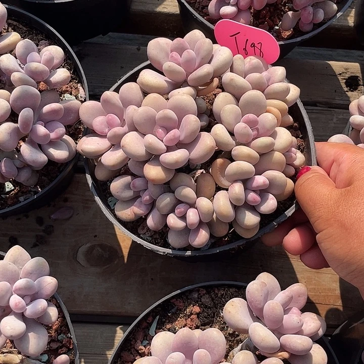 桃蛋多肉植物群生698