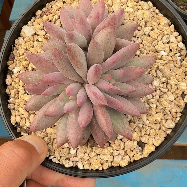 玄***1羽毛纹虞美人3头多肉