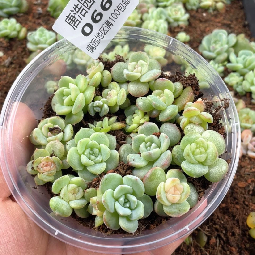 糖心珍妮混一物一拍066