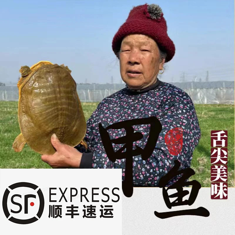 【二哥甲鱼】母甲鱼外塘散养水鱼团鱼王八甲鱼农村池塘散养外塘甲鱼