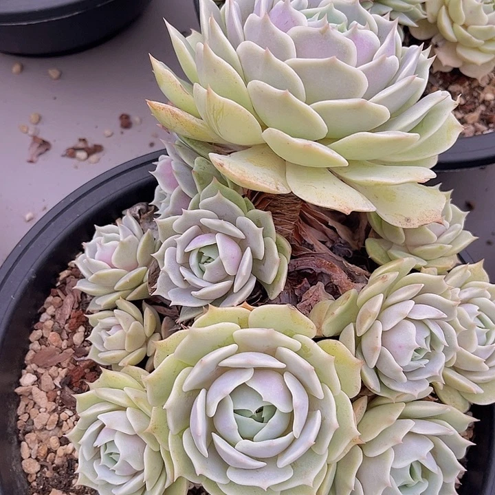 露娜莲26168多肉植物