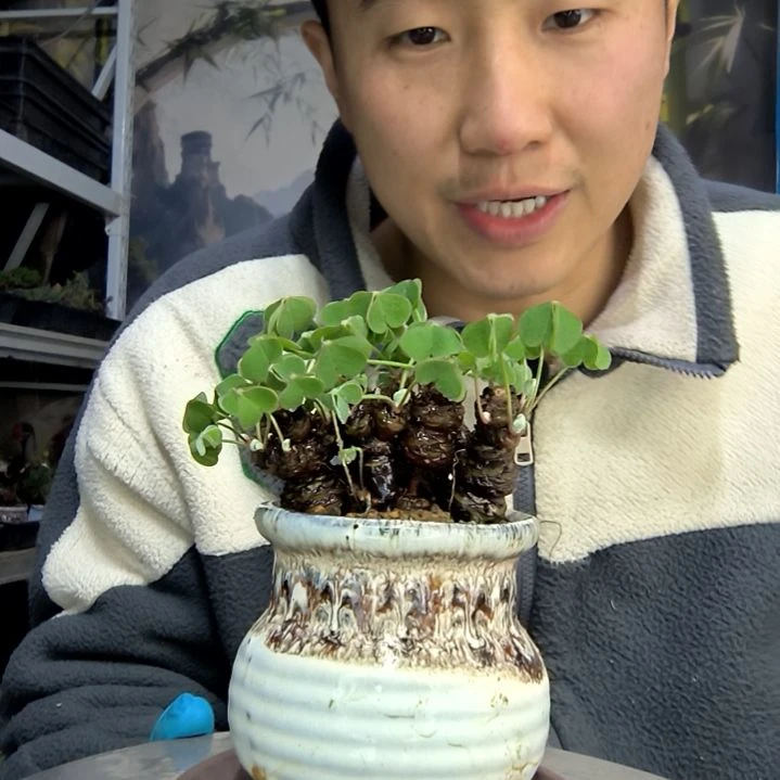 ****期中青园艺一物一拍花83