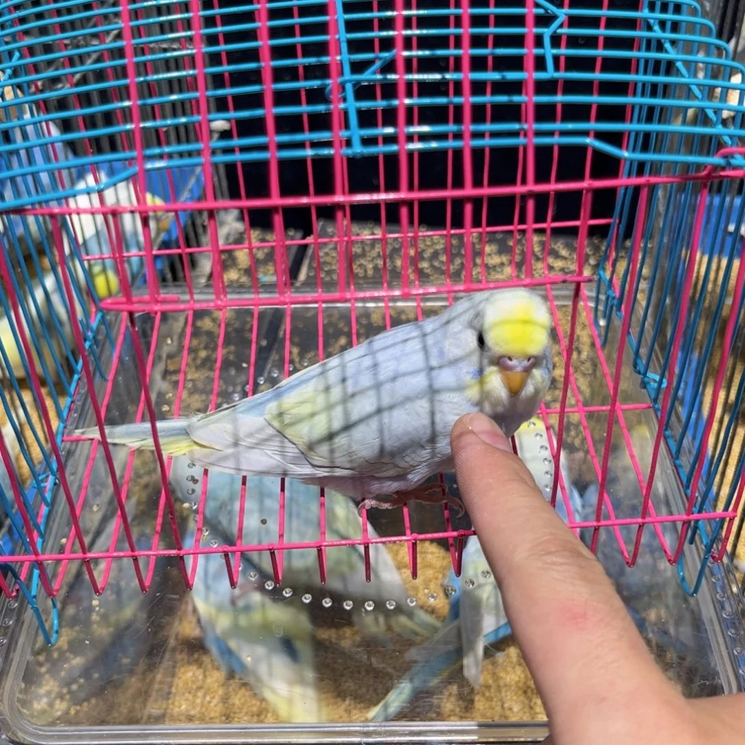 景***嫣虎皮鹦鹉金彩虎皮鹦鹉淡色母一物一拍不退换