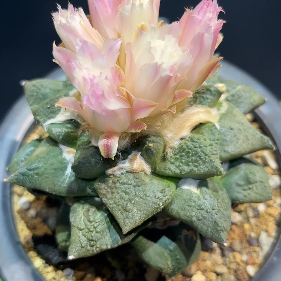 20号11cm萝卜根龟甲怒涛牡丹