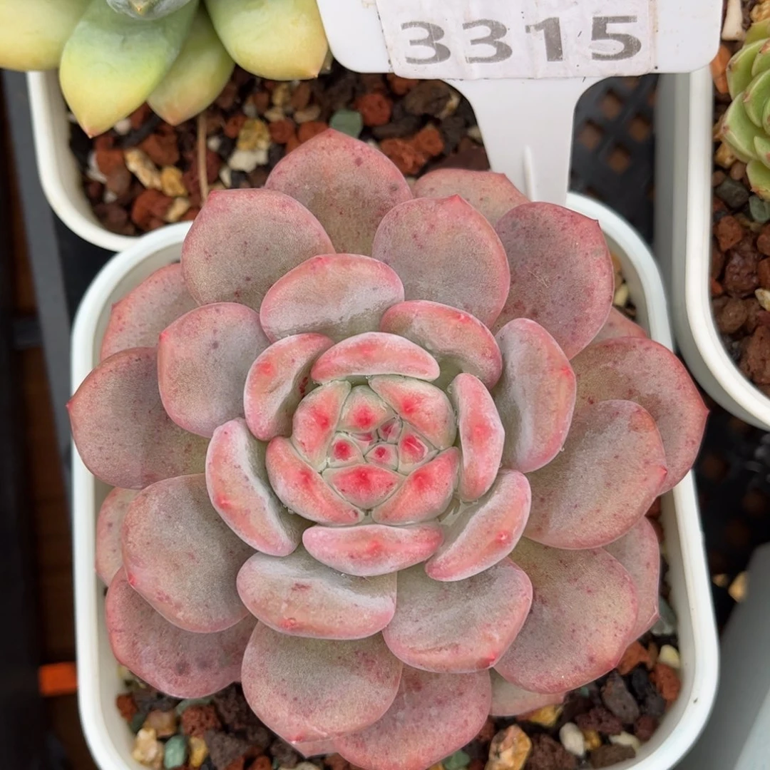 多肉植物3315 一定要拍个冷链哦