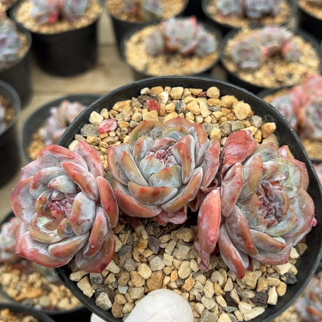 一字马趴地老桩紫心