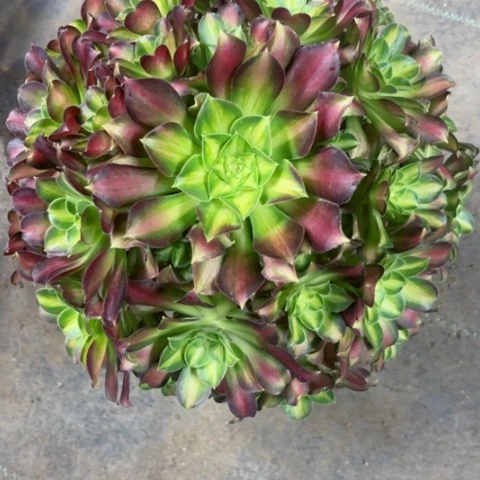 多肉植物韶华锦。