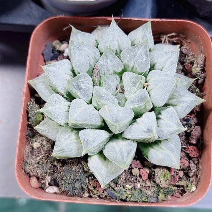 母本爱心寿多肉植物6666