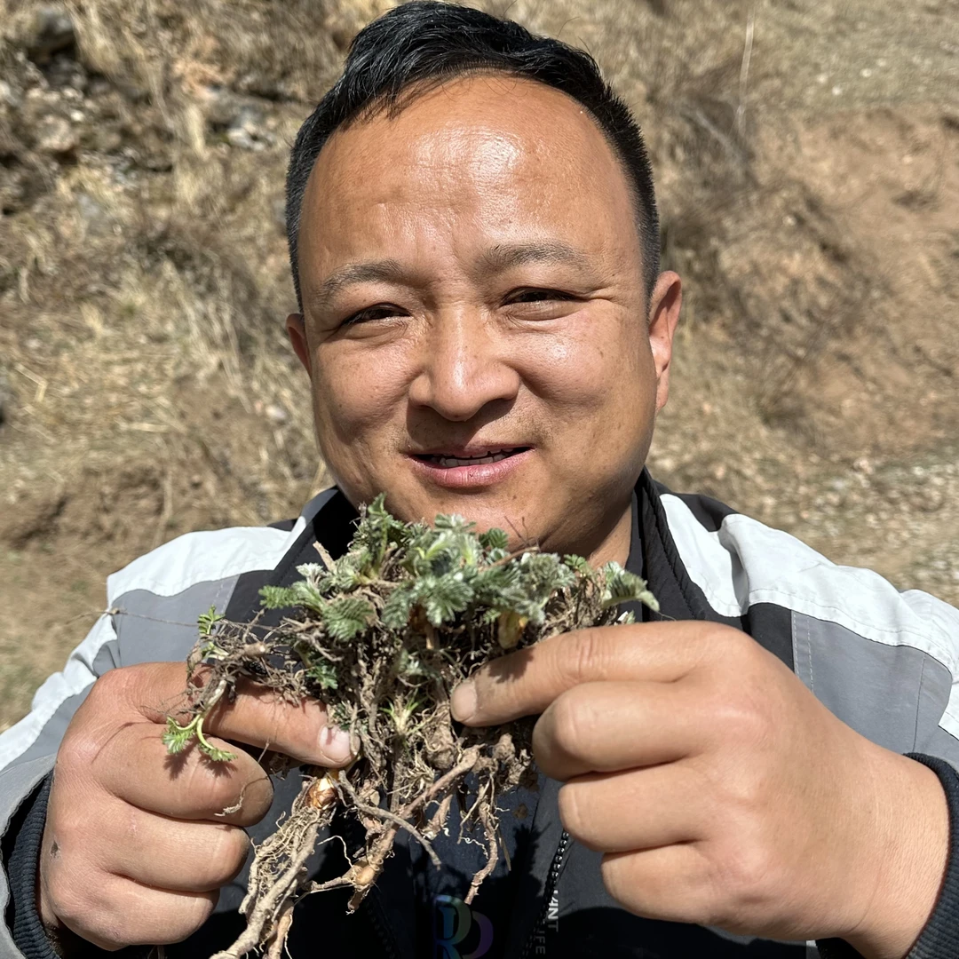 蕨麻 甘肃蕨麻 山里采挖无硫煮水炖汤煮粥炖汤配大枣大粒蕨麻