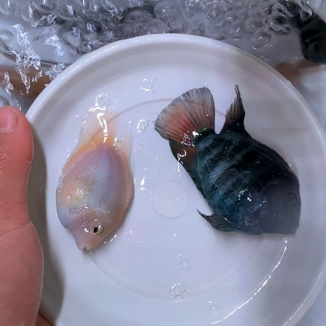 鹦鹉鱼宝蓝公胭脂粉母