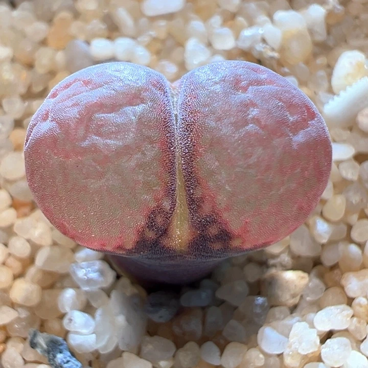 527。 优选超大宽窗花开c10. 八八折后价