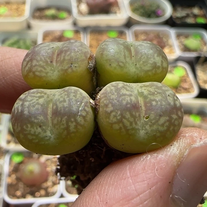 杂交漂亮多肉植物214