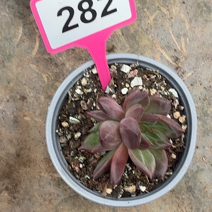 紫泡泡一物一拍282