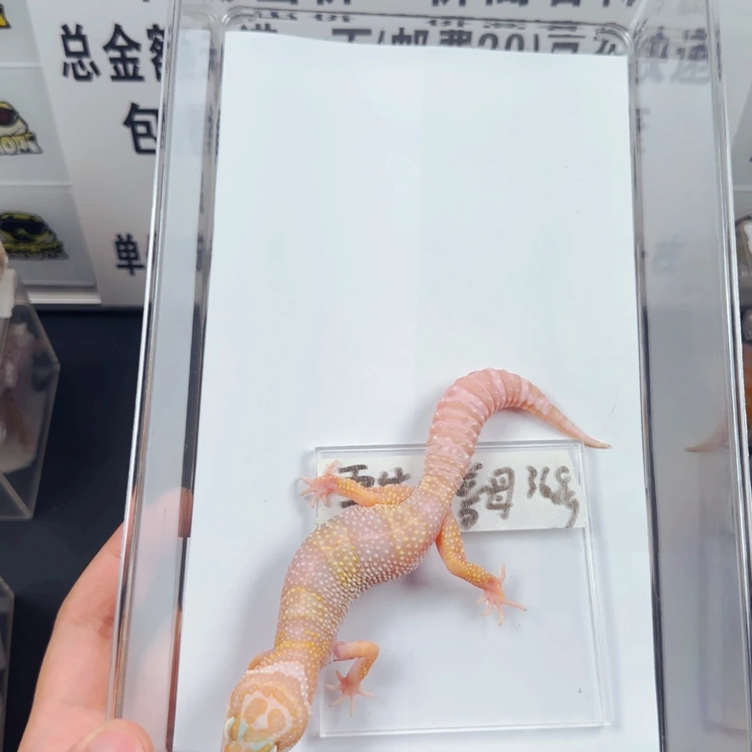 豹纹守宫雪花川普白化