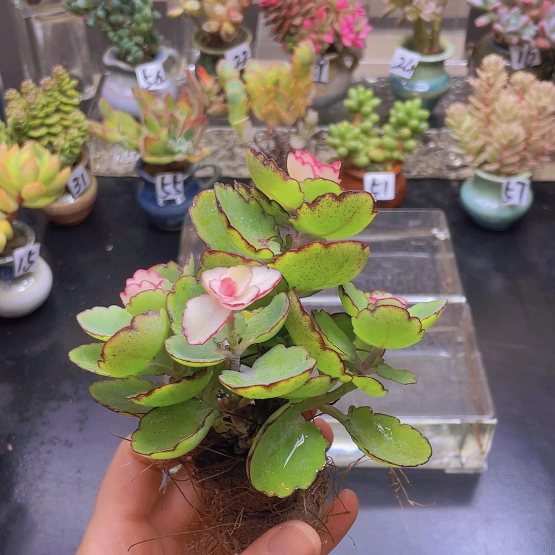 周***君就去花钱就去花钱花钱