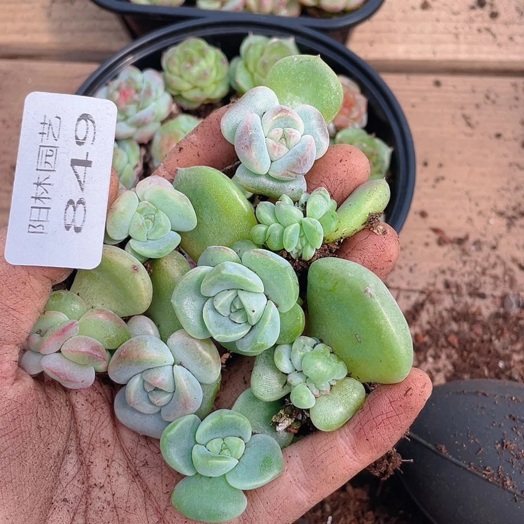 多肉植物多肉植物849