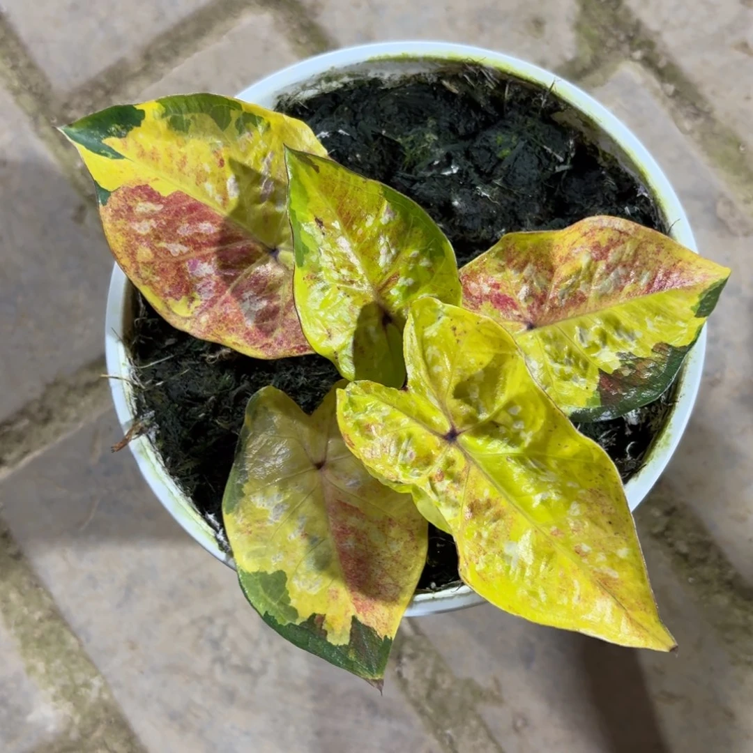 大黄蜂泰国70-1127