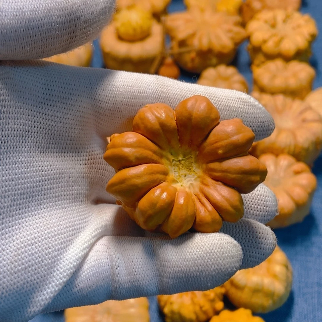 软***师葫芦墨西哥七彩疙瘩葫芦