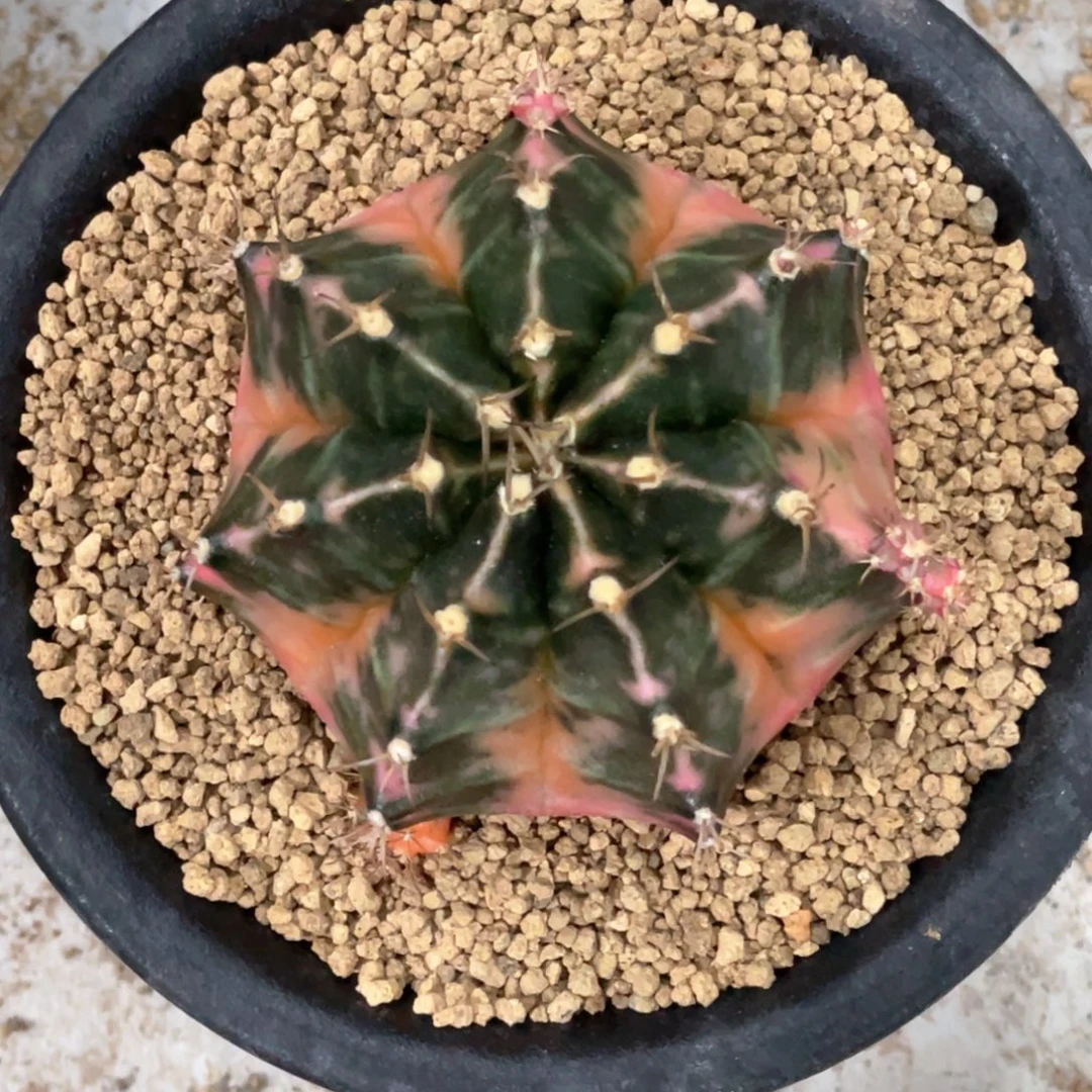 当前无花朵，栽培后可花朵黛安娜