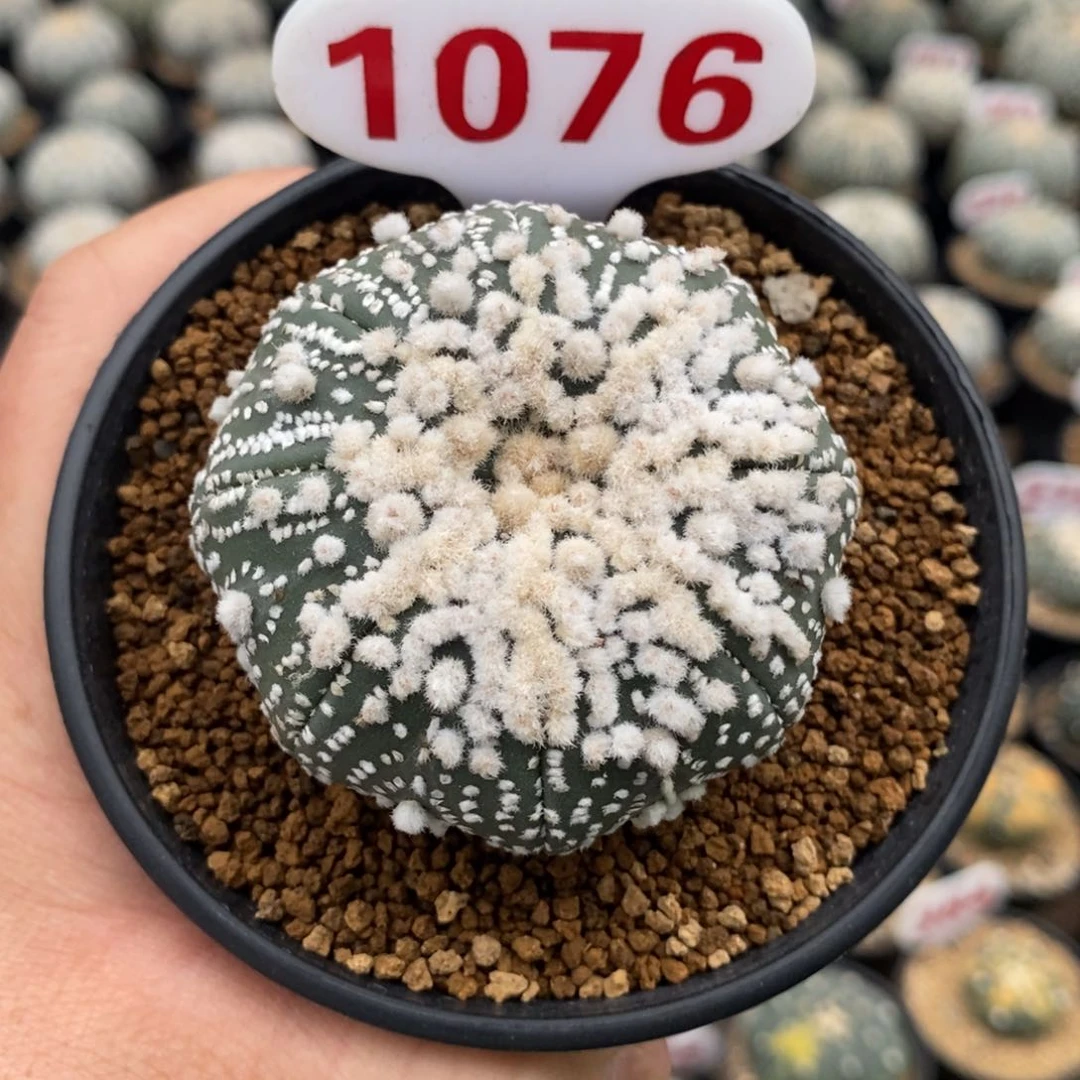 1076花园顶绒福利