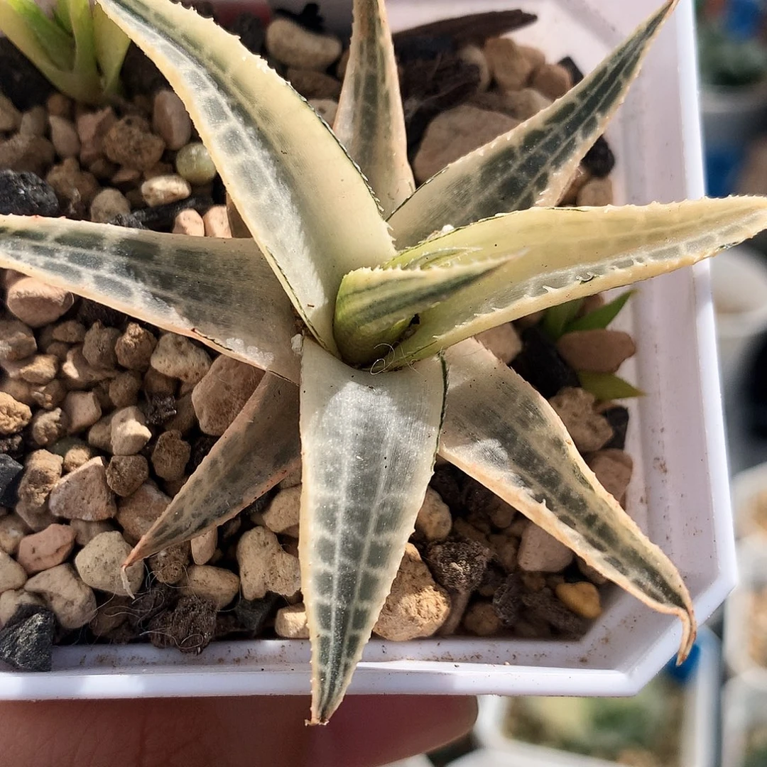 龙鳞锦，一物一拍，带盆带土