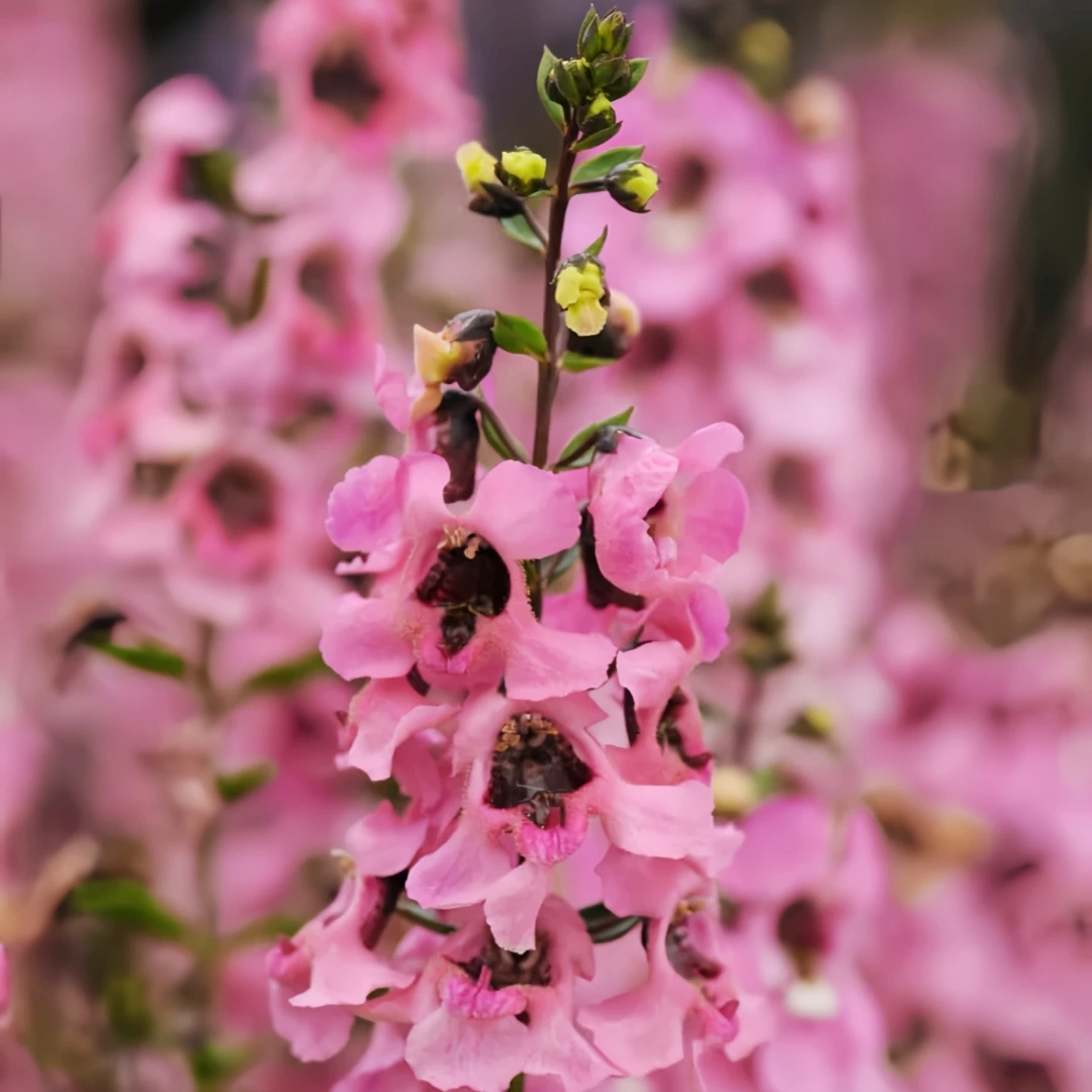 深山花奴 多年生草本花卉大香彩雀 耐热耐湿庭院阳台花园线性植物
