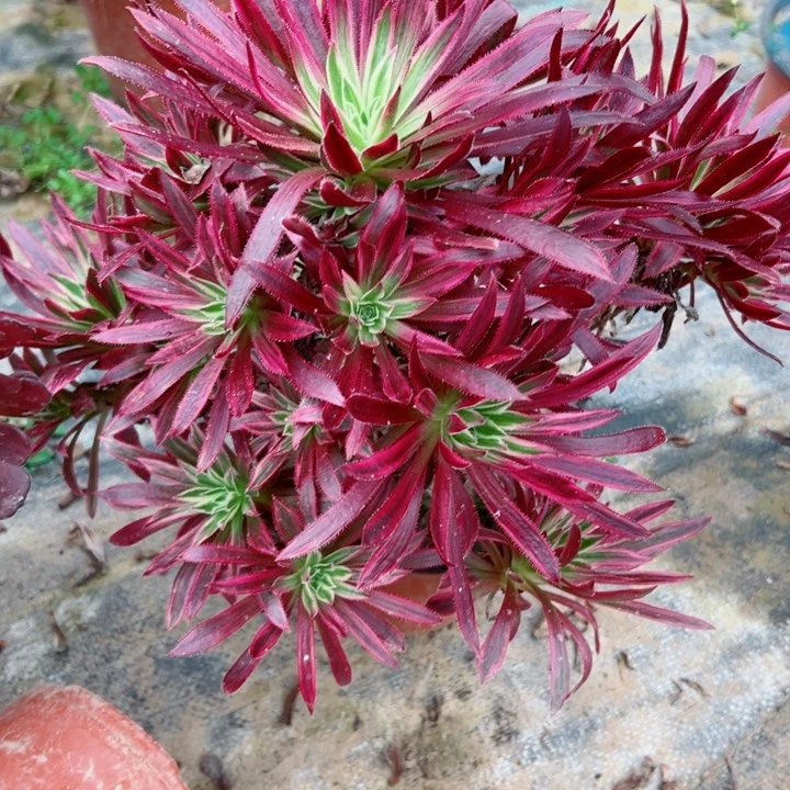 53火凤凰多肉植物的