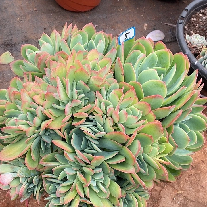 5绮罗一物一拍多肉