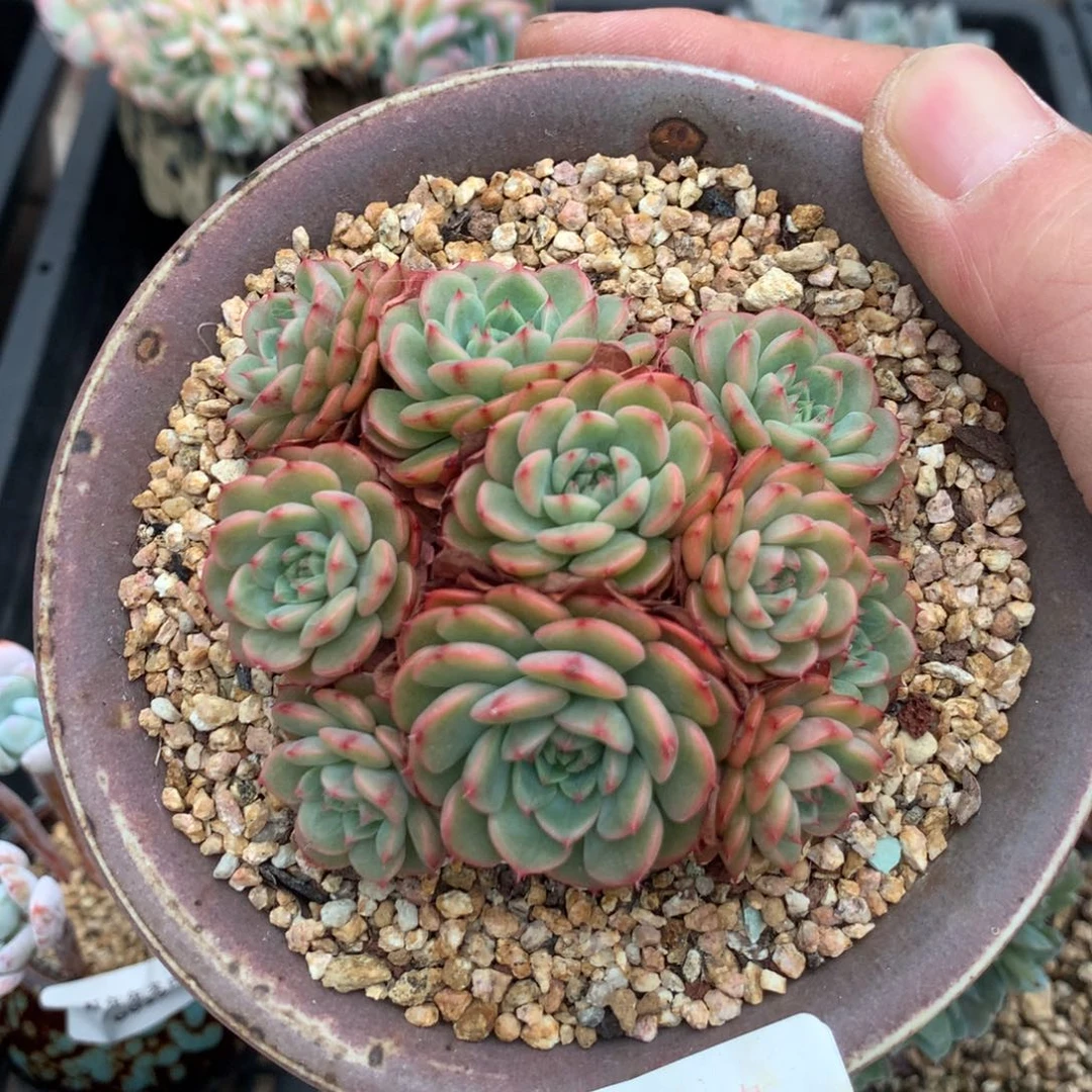 500糖果宝贝多肉一颗8.5厘米