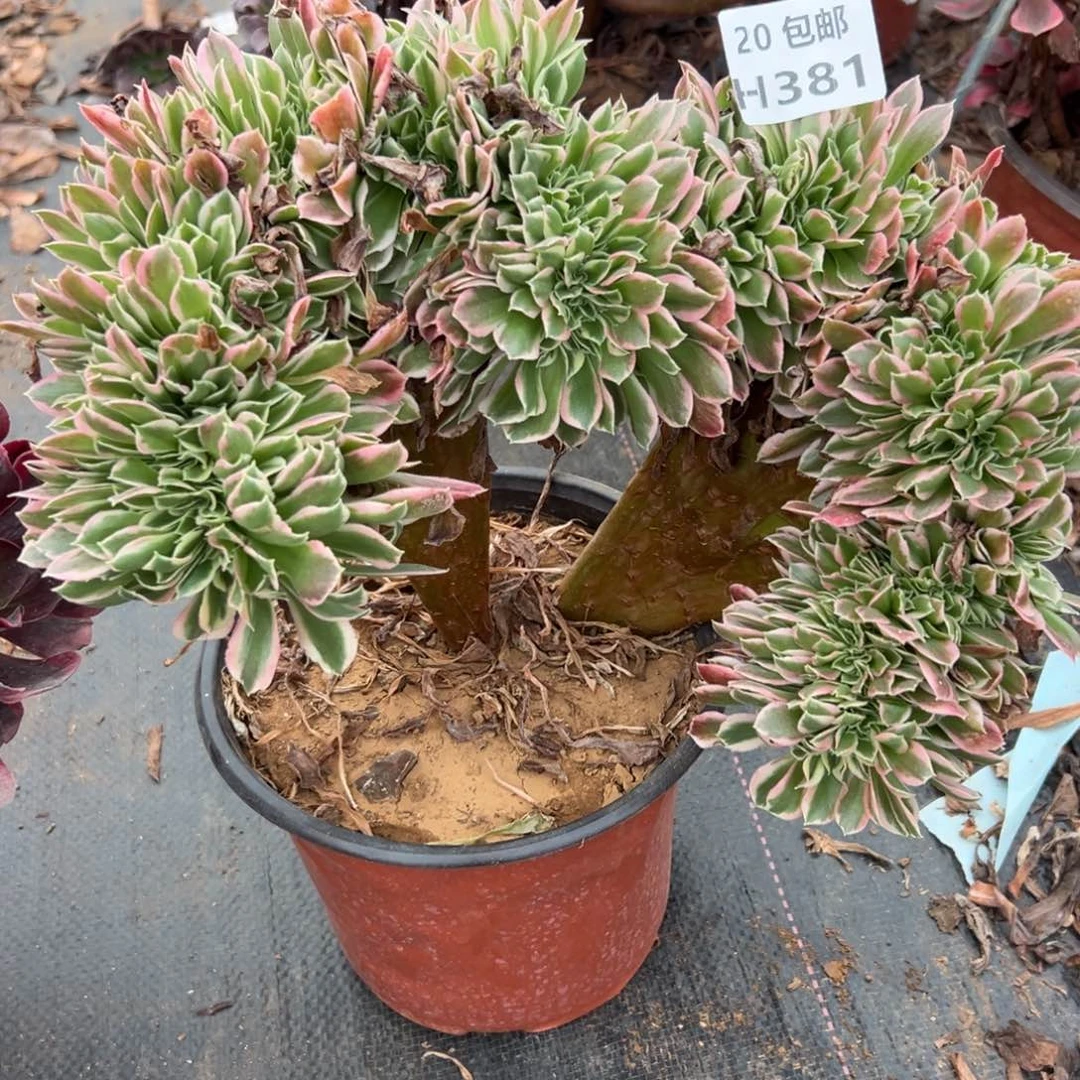 381白凤缀，多肉法师