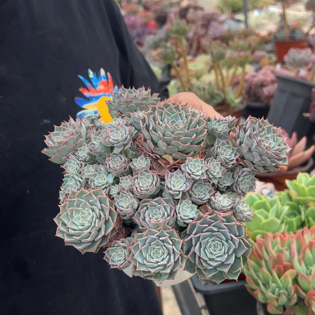 原始海滨格瑞带盆带土，掉头不售后