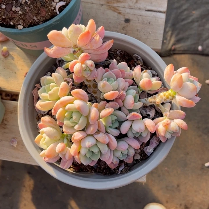 露凝香多肉植物399