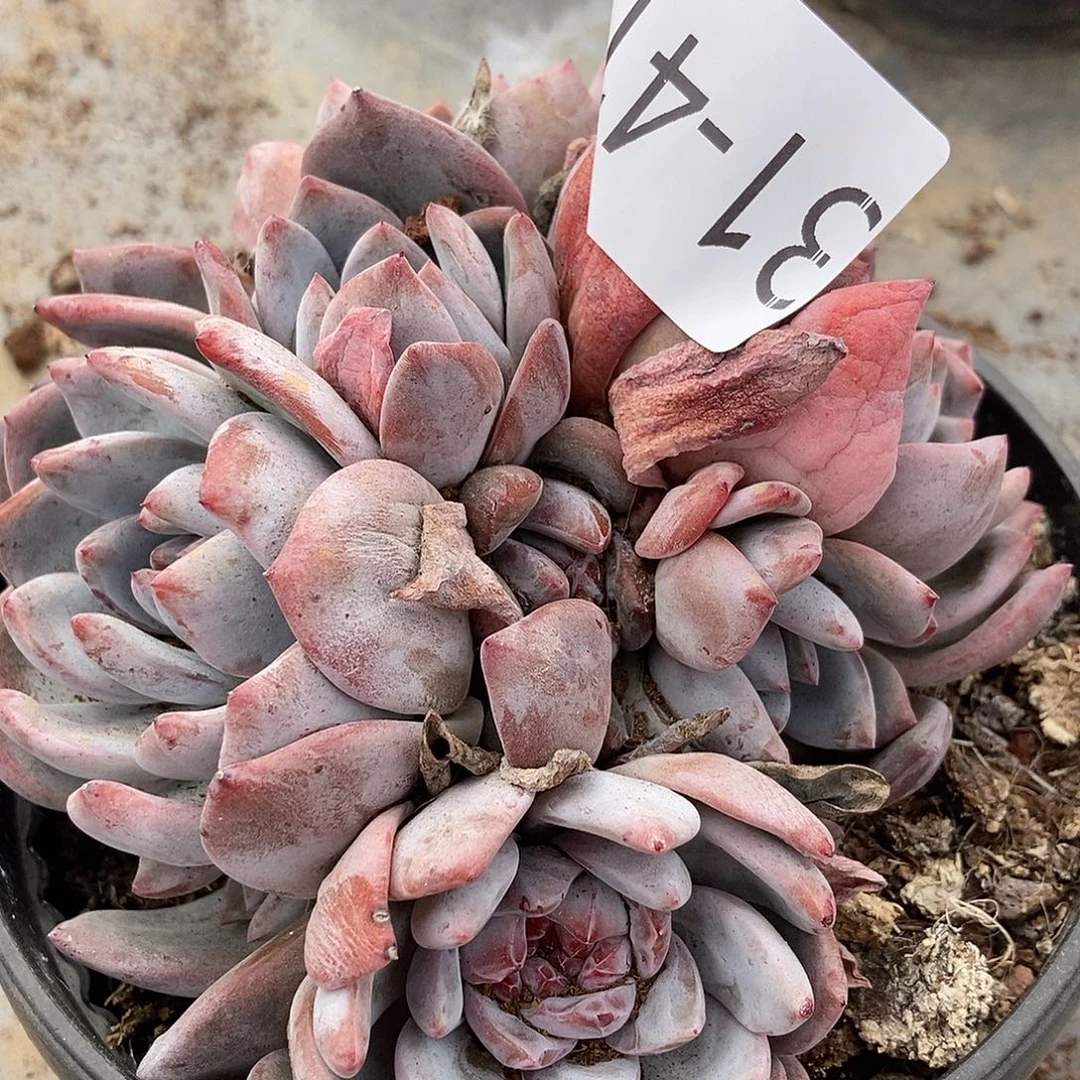 31-41 石榴籽星影一物一拍