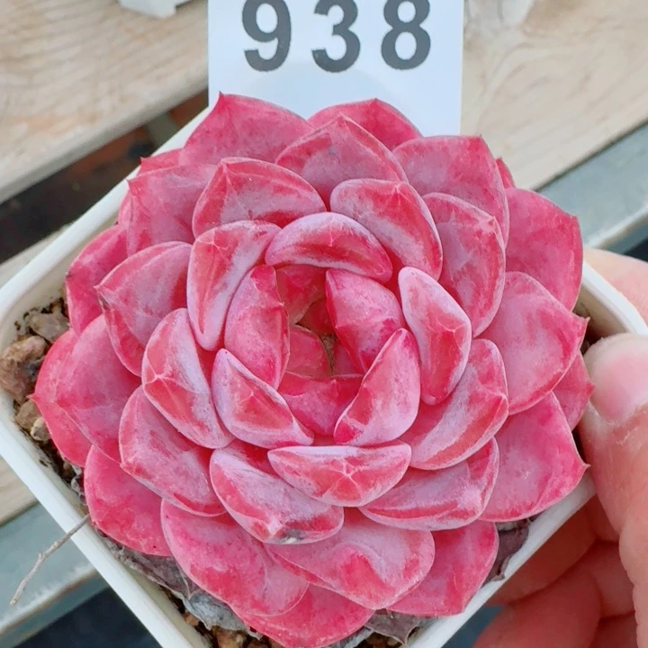 冰魄           精美多肉