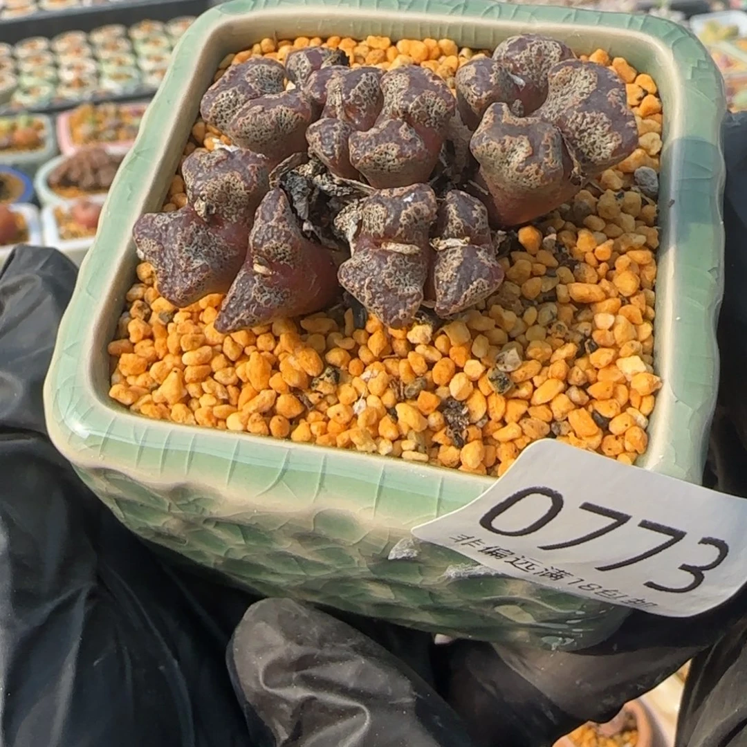 0773--一物一拍 带盆