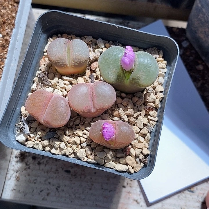 26325。  风铃。    一盒。