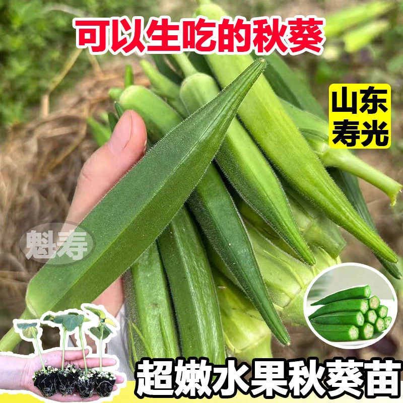 水果秋葵苗大苗种子苗秧菜苗阳台蔬菜秧苗水果秋葵红秋葵籽黄秋葵