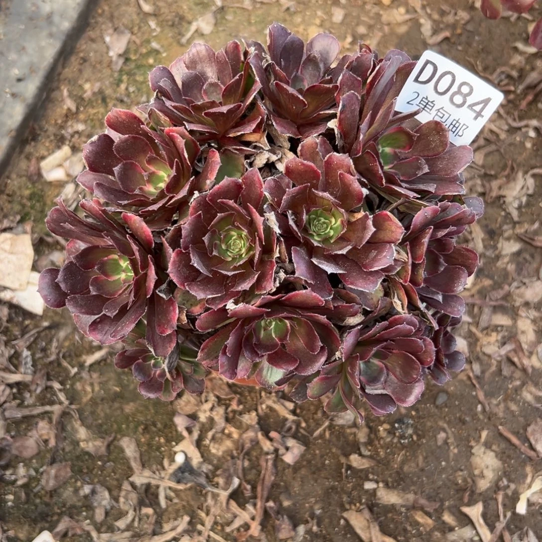 084多肉    黑金刚不包断头