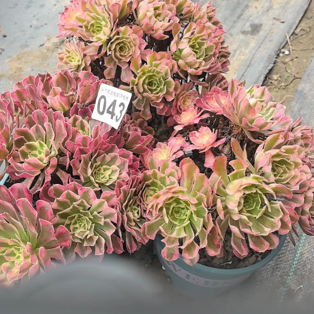 财***到043桐白法师2-13花花