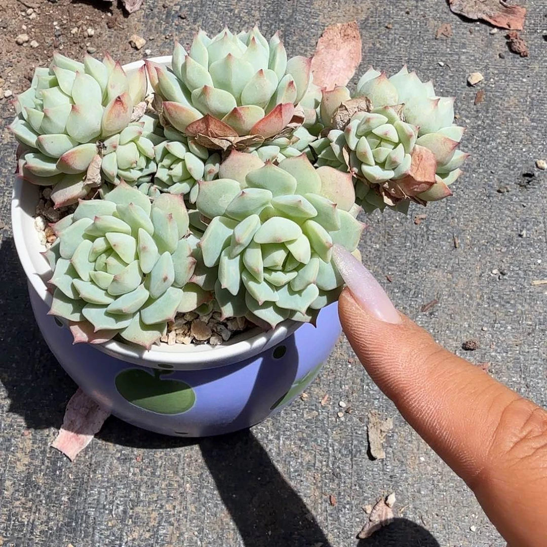 静夜多肉带盆植物