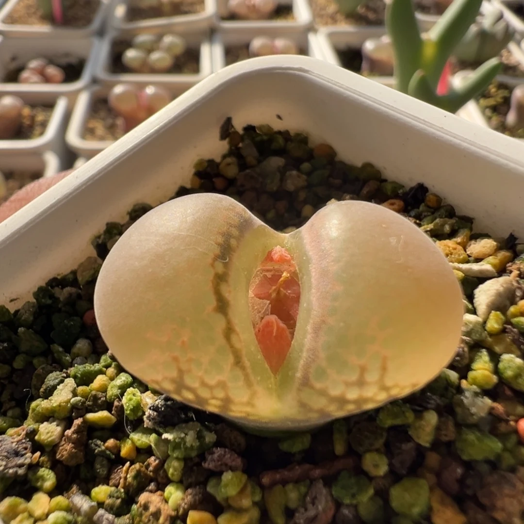 无花朵实生风铃玉10